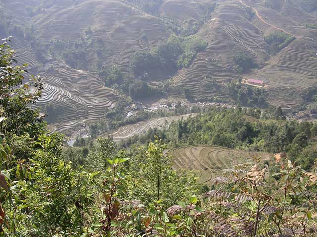 Spectacular terraced rice paddies near Sapa