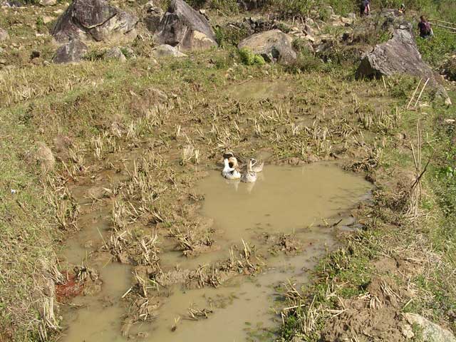 Here are some ducks in one of the paddies.