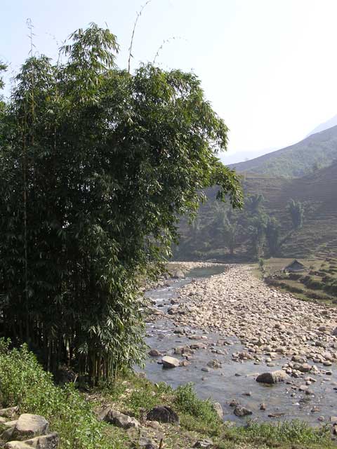 A stand of bamboo by the river