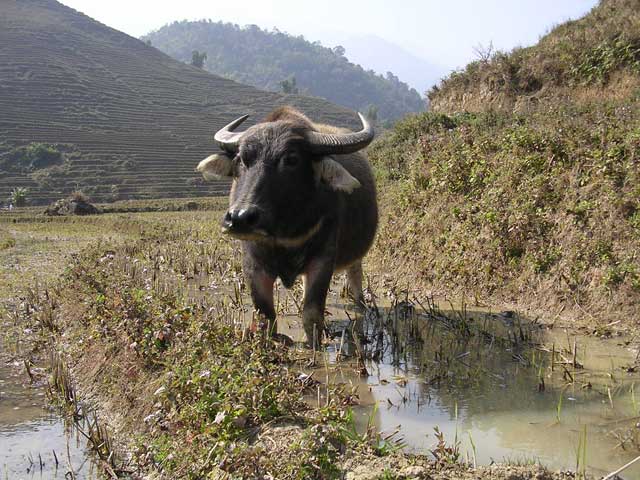 Buffalo in a rice paddy