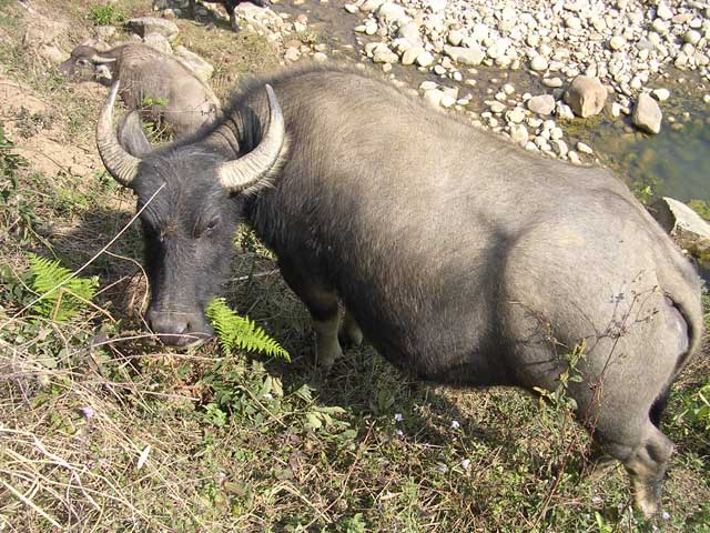Another buffalo, not quite so happy about being photographed