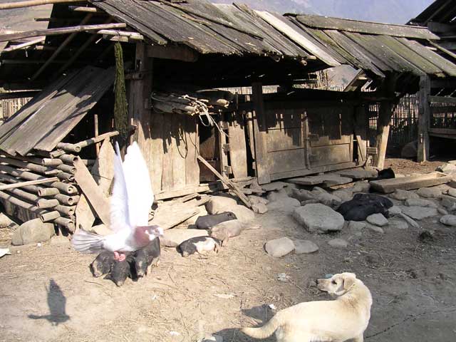 Dog, pigs and pigeon in one of the villages