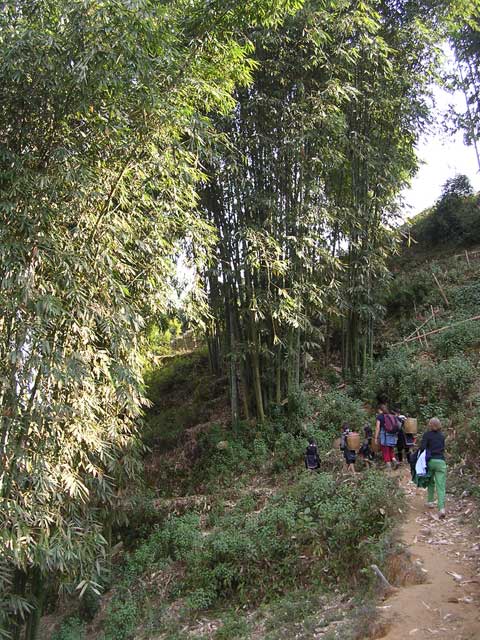 Bamboo and more H'mong girls