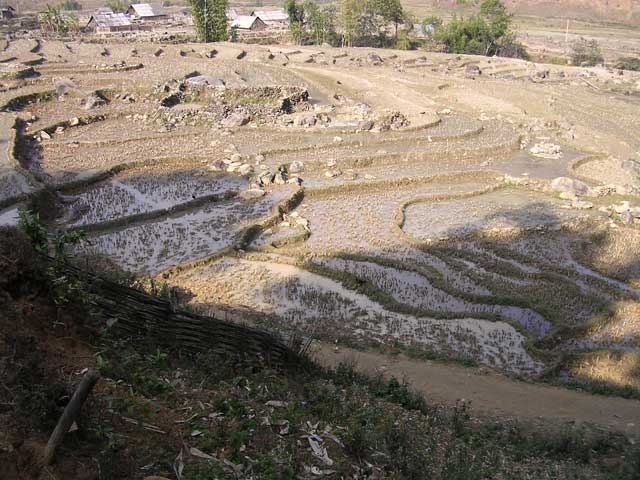 Some more terraced paddies, with rice clearly visible
