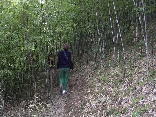 Into the bamboo forest