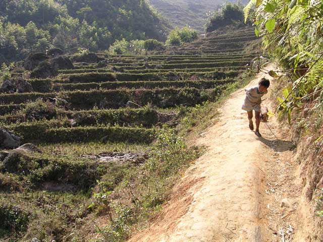 Local lad dragging a log down the path