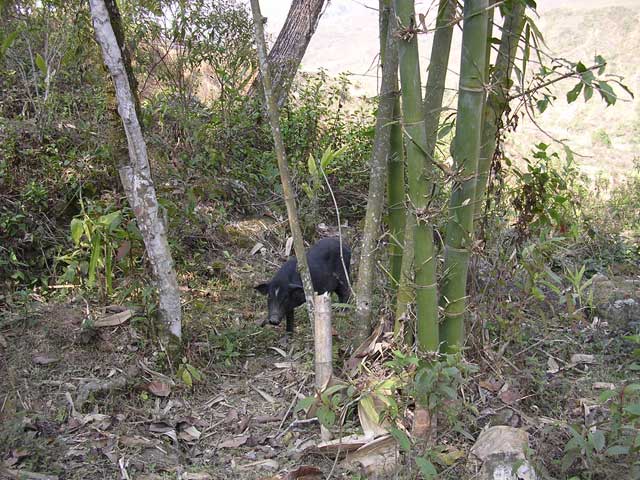 A pig among the bamboo