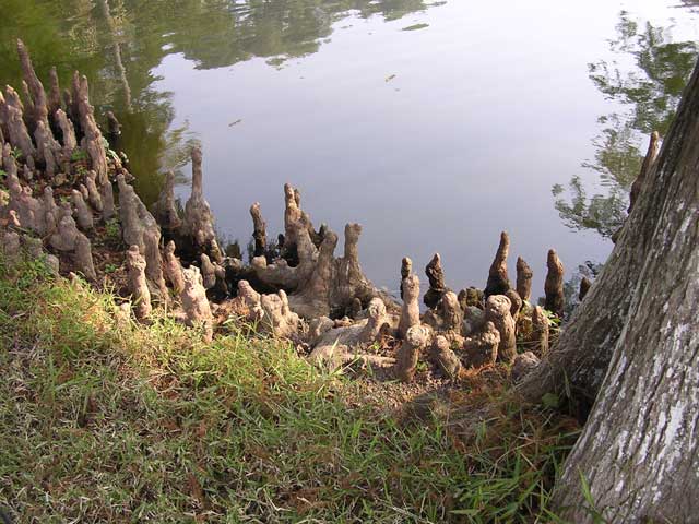 Swamp cypress (or something like it) roots by Uncle Ho's Stilt House in Hanoi