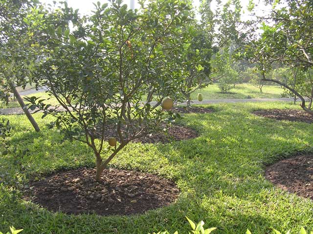 Quince trees in the gardens of Uncle Ho's Stilt House in Hanoi