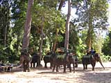 Elephants for hire at Angkor Thom, Cambodia