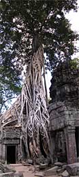 One of the more impressive trees at Ta Prohm, Angkor