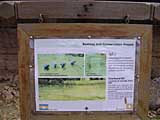 Information board about conservation on Courtyard III