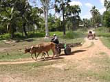 Ox carts loaded with timber, Cambodia