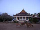 The herd at Phnom Krom