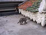 Two of the many local residents at Wat Phnom, Phnom Penh