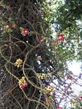 General shot of the flowers, trunk and part of the foliage