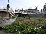 Our reception committee at Chau Doc, Mekong Delta