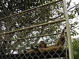 Caged monkey at the Bonsai Garden, Mekong Delta
