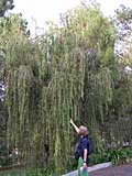 An absolutely magnificent bottle-brush tree