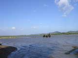 Locals crossing Lak Lake by elephant