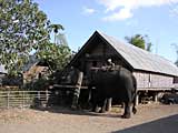 One of the elephants is prepared for the howdah