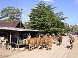 Cattle coming through Buom Jun village, by Lak Lake, Vietnam