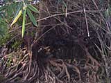Tangle of roots growing over a low wall