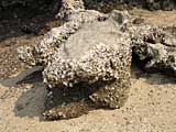 Crustaceans that gradually transform into the rock