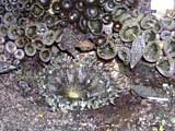 The anemones/urchins close up: they close when lightly brushed with a finger