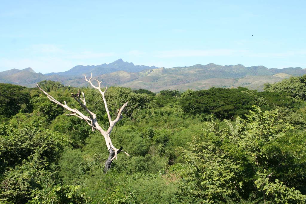 A blasted tree among the lushness.