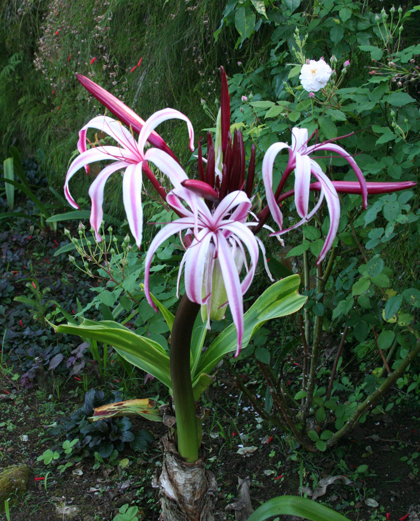 A magnificent lily in the Baconao park.