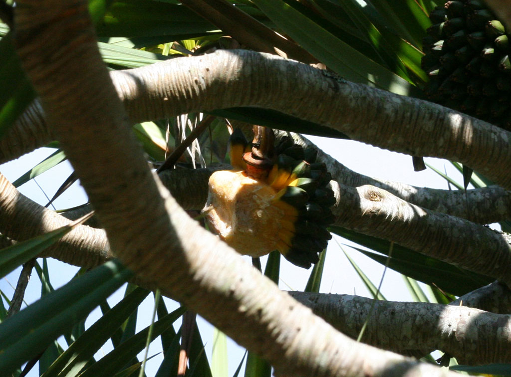 In the middle is a <em>Pandanus</em> fruit that's dropped most of its seeds.