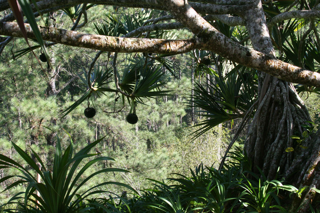 The <em>Pandanus</em> again, with its hanging fruits.