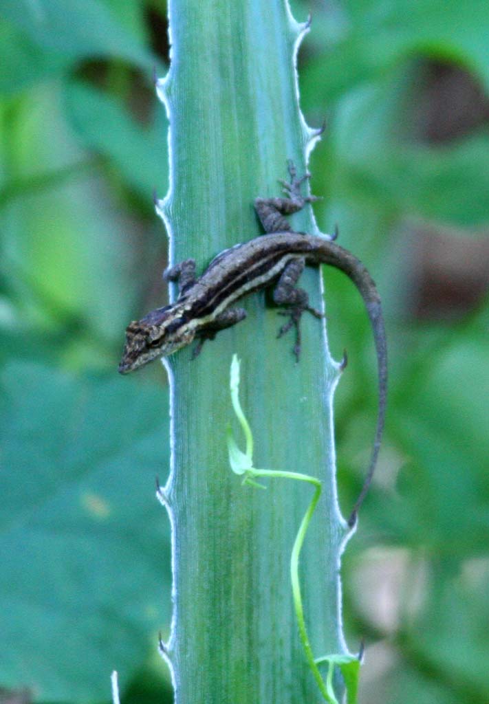 A lizard on a succulent leaf near Baracoa.