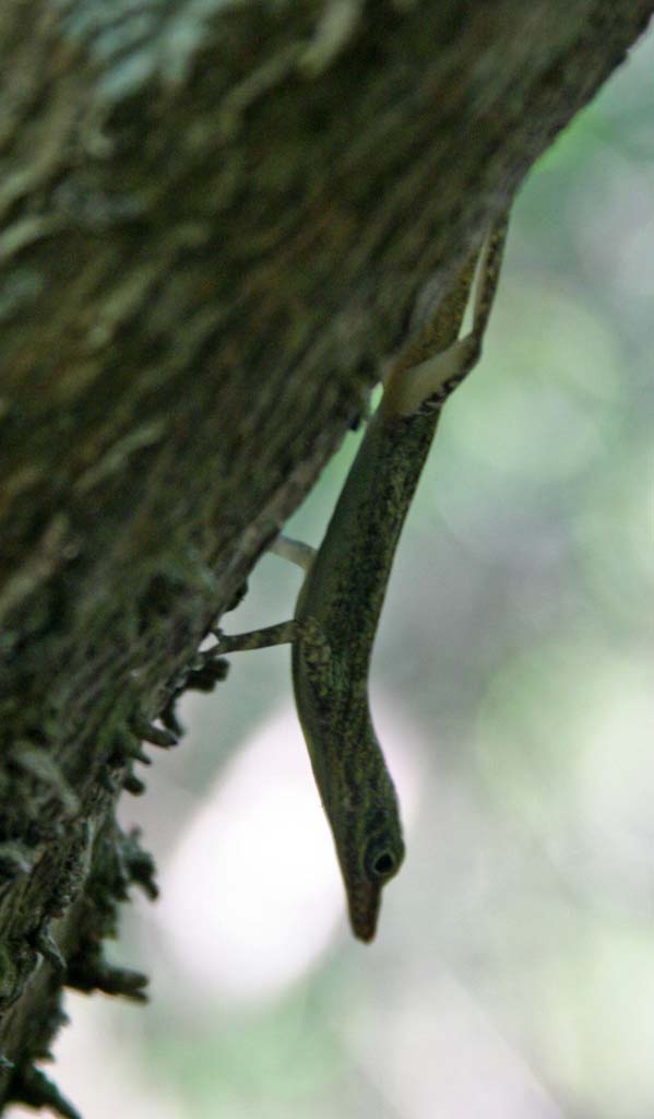 A lizard on a tree near Baracoa.