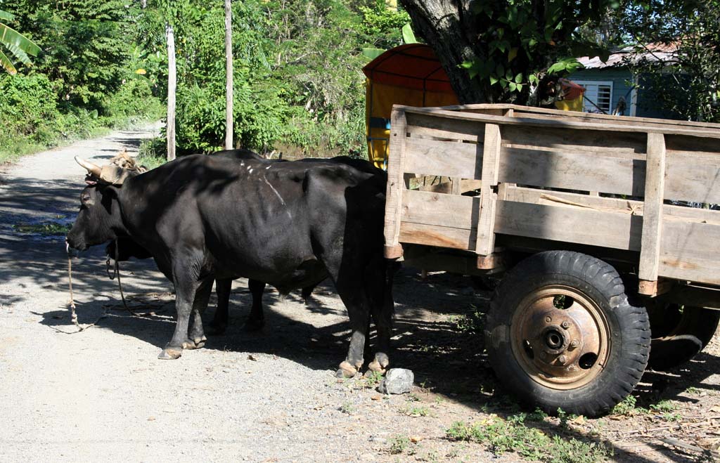 A bullock cart waiting for directions.