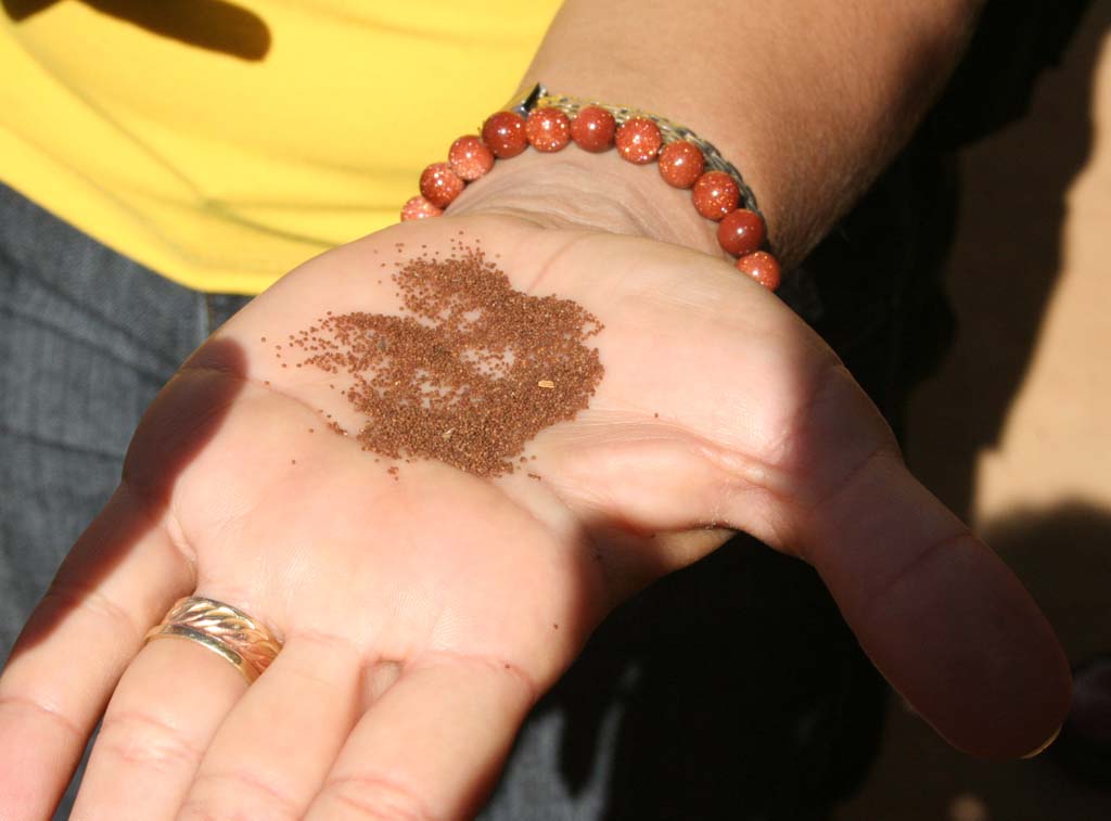 Dried and powdered tobacco leaf.