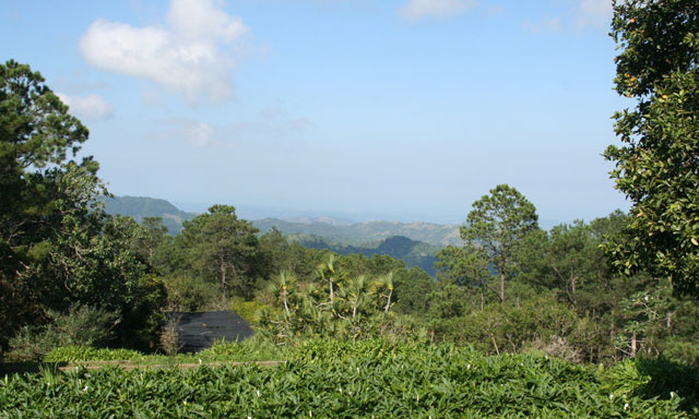 The view from the gardens, with a <em>Pandanus</em> tree in the middle. The black nets are to shield plants from the sun.