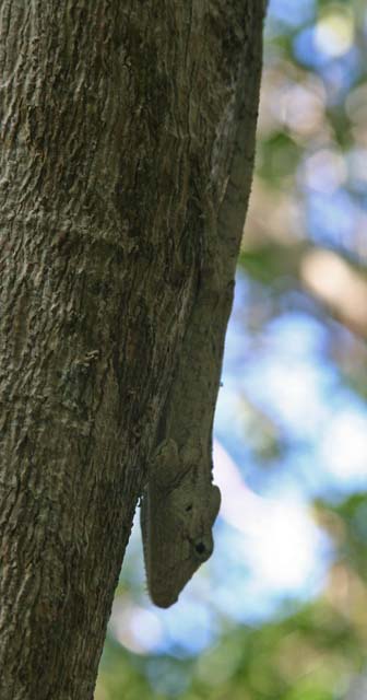 Another lizardish creature on a tree near Baracoa, possibly a small iguana.