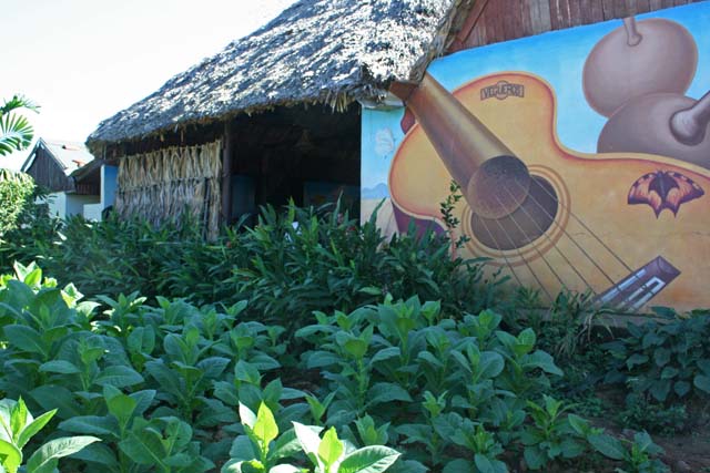 The mural on the side of the bar. <em>Vegueros</em> means planters.
