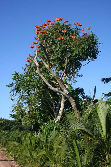 A flowering tulip tree by the road.